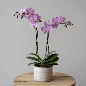 Orquídea Phalaenopsis